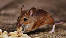 24 Hour & Emergency Exterminators in Alma, MI